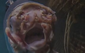 bjork-si-rosalia-au-lansat-o-piesa-protest-impreuna