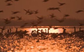 ascult-o-pe-irina-rimes-cantand-in-trailer-ul-noului-documentar-“delta-salbatica”-(video)